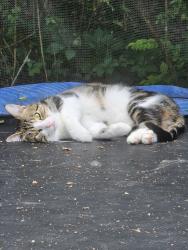 Lost Male Cat last seen Mary Kay Ln, Benton, AR 72015