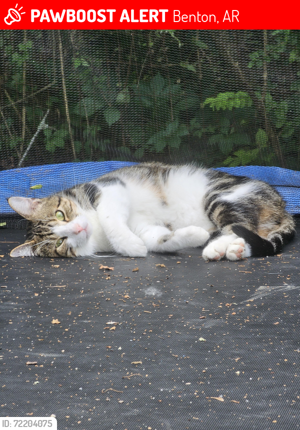 Lost Male Cat last seen Mary Kay Ln, Benton, AR 72015
