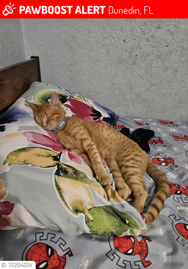 Lost Male Cat last seen Frederica Ln and Davis, Dunedin, FL 34698
