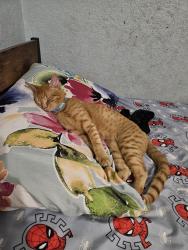 Lost Male Cat last seen Frederica Ln and Davis, Dunedin, FL 34698