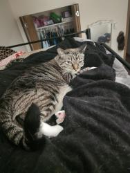 Lost Female Cat last seen Port Angeles, Port Angeles, WA 98362