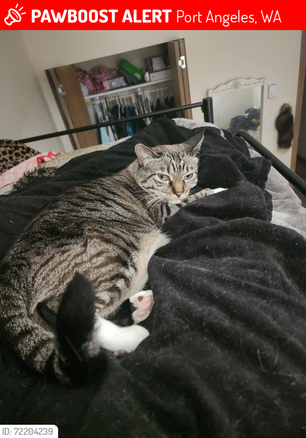 Lost Female Cat last seen Port Angeles, Port Angeles, WA 98362