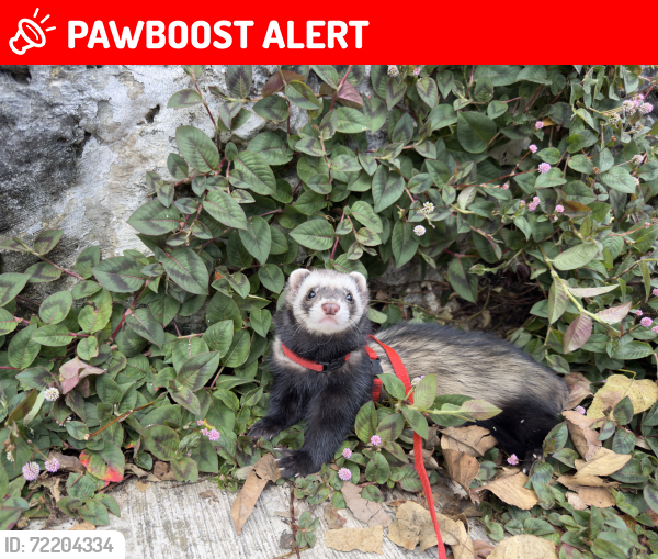 Lost Male Ferret last seen Calle 7 y andado 4, Xalapa-Enríquez, Ver. 