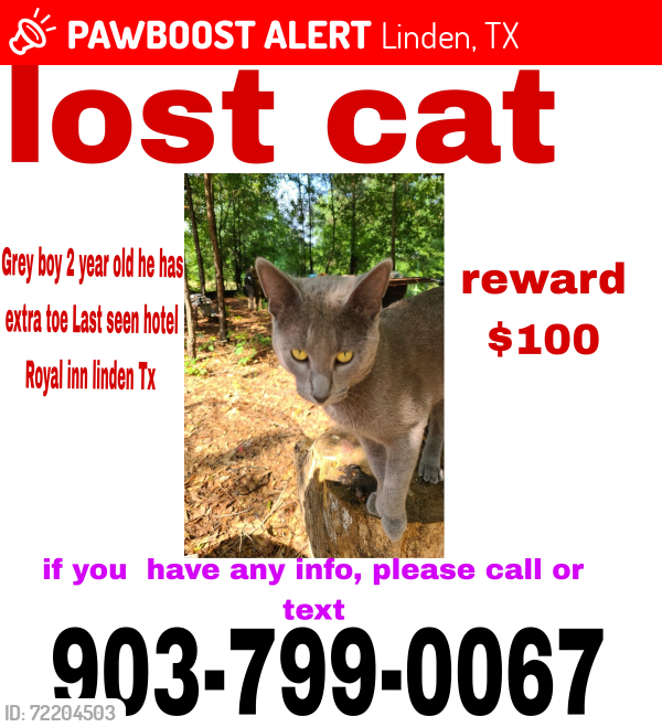 Lost Male Cat last seen Close Hotel Royal inn, Linden, TX 75563