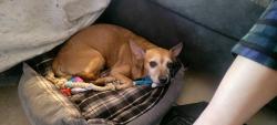 Lost Male Dog last seen Plainview and Georgetown, El Paso, TX 79924
