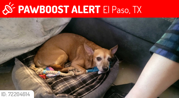 Lost Male Dog last seen Plainview and Georgetown, El Paso, TX 79924