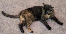 Lost Female Cat last seen Moss Ln, Granite Bay, CA 95746, Granite Bay, CA 95650