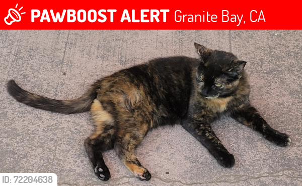 Lost Female Cat last seen Moss Ln, Granite Bay, CA 95746, Granite Bay, CA 95650