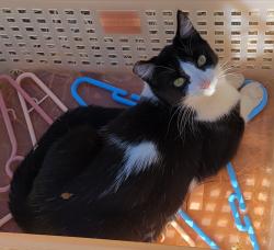 Lost Female Cat last seen Moss Ln, Granite Bay, CA 95746, Granite Bay, CA 95650