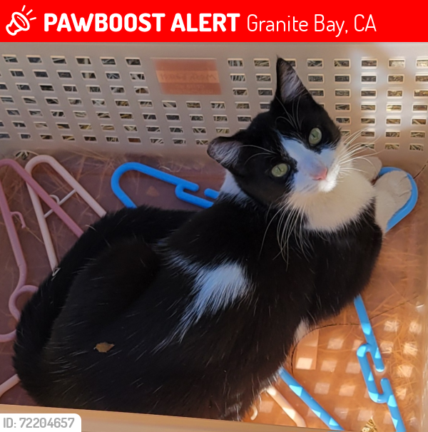 Lost Female Cat last seen Moss Ln, Granite Bay, CA 95746, Granite Bay, CA 95650