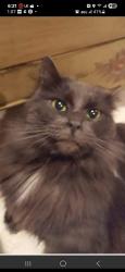 Lost Female Cat last seen Madrona, Salem, OR 97302