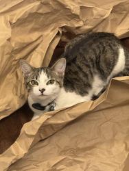 Lost Male Cat last seen Anderwood apmts, Pomona, CA 91768