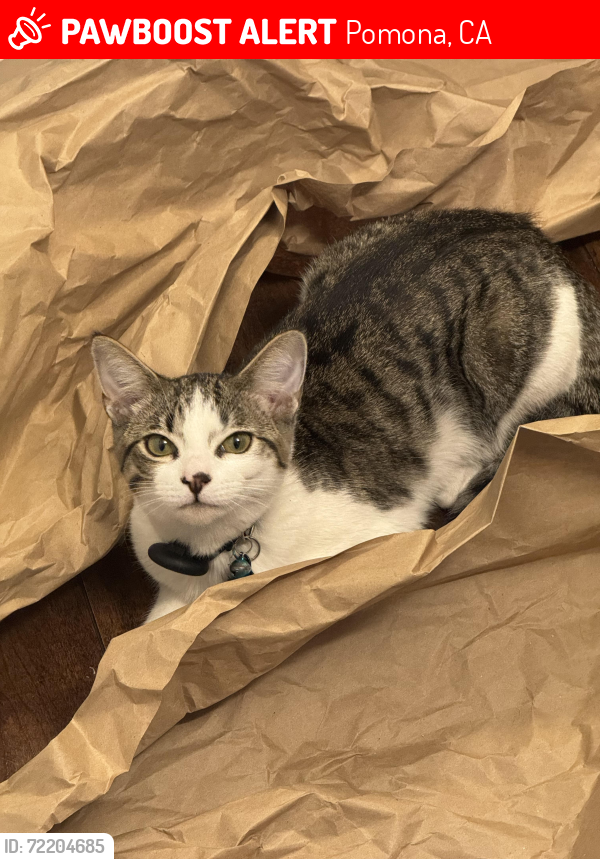 Lost Male Cat last seen Anderwood apmts, Pomona, CA 91768