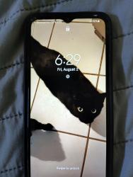 Lost Male Cat last seen Golfview Dr. Beville Rd , South Daytona, FL 32119