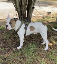 Lost Male Dog last seen Sandhill and Owens street by cabana liquor store , Las Vegas, NV 89110
