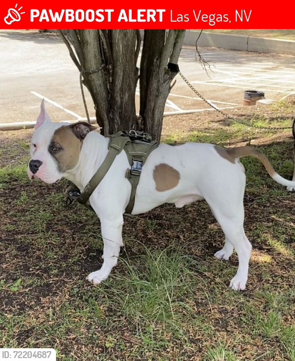 Lost Male Dog last seen Sandhill and Owens street by cabana liquor store , Las Vegas, NV 89110