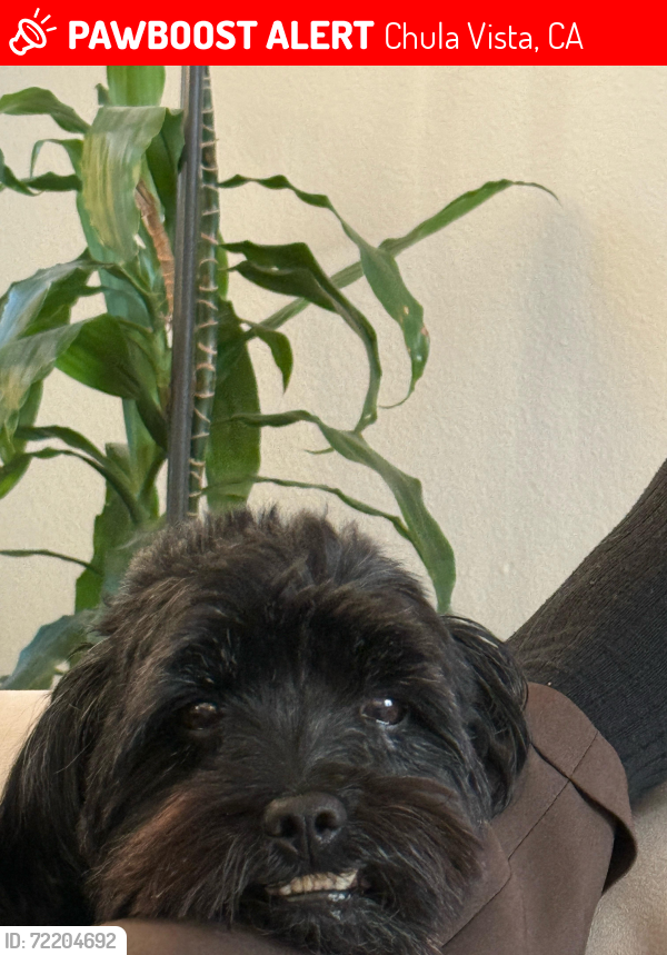 Lost Male Dog last seen East palomar and Santa Olivia Road , Chula Vista, CA 91913