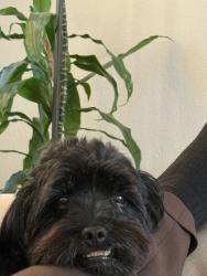 Lost Male Dog last seen East palomar and Santa Olivia Road , Chula Vista, CA 91913
