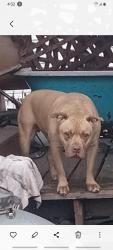 Lost Male Dog last seen Bridge and Weber Road, Lemay, MO 63125