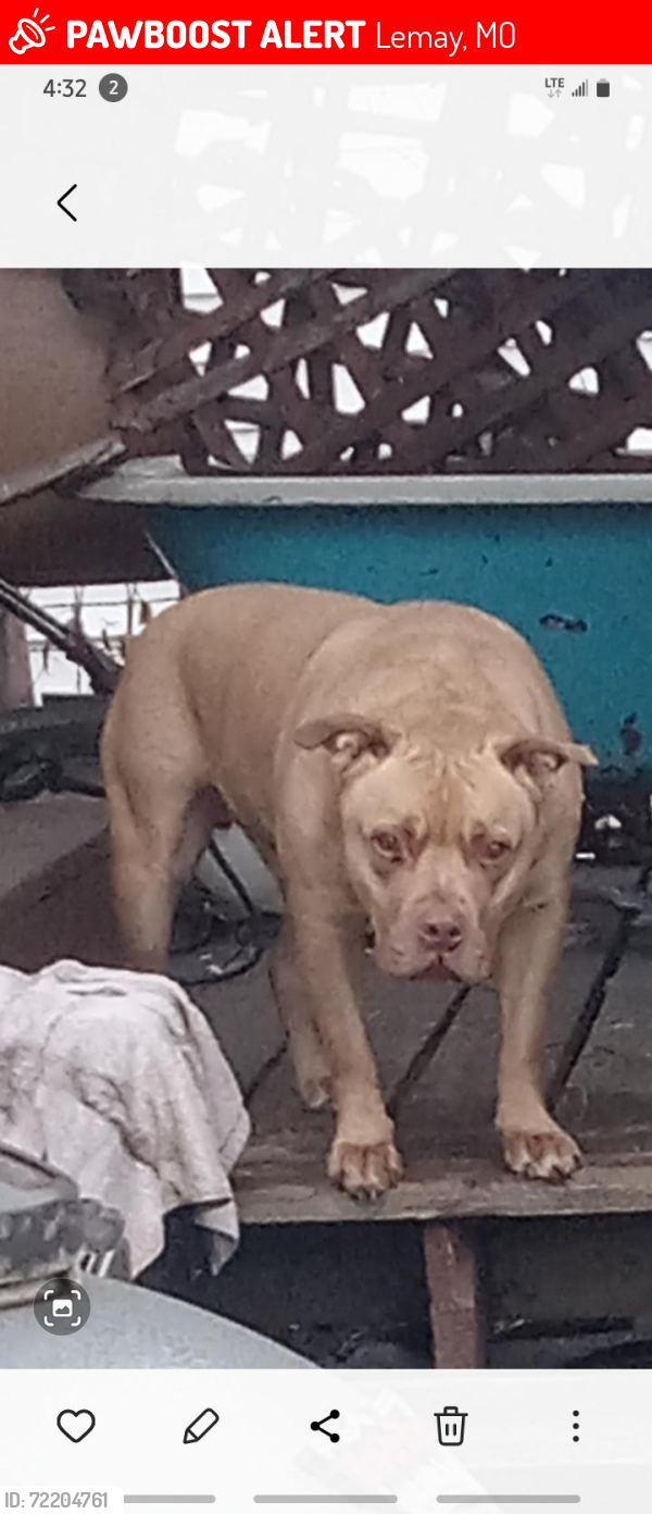 Lost Male Dog last seen Bridge and Weber Road, Lemay, MO 63125