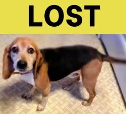 Lost Male Dog last seen Scouters Circle near Newby’s Bridge Rd., Chesterfield, VA 23832