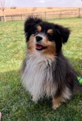 Lost Female Dog last seen The Colonies, Amarillo, TX 79119