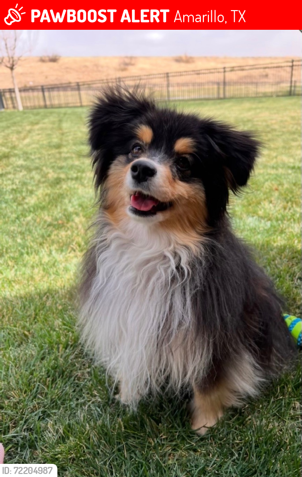Lost Female Dog last seen The Colonies, Amarillo, TX 79119