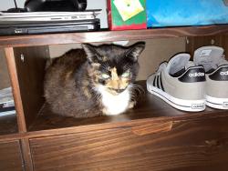 Lost Female Cat last seen Round about @ Jim Lee Rd and Orange Ave, Tallahassee, FL 32301