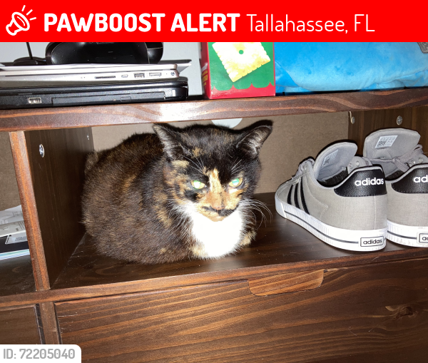 Lost Female Cat last seen Round about @ Jim Lee Rd and Orange Ave, Tallahassee, FL 32301