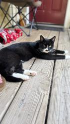 Lost Male Cat last seen ridge Road or Allentown Road, Sellersville, PA 18960
