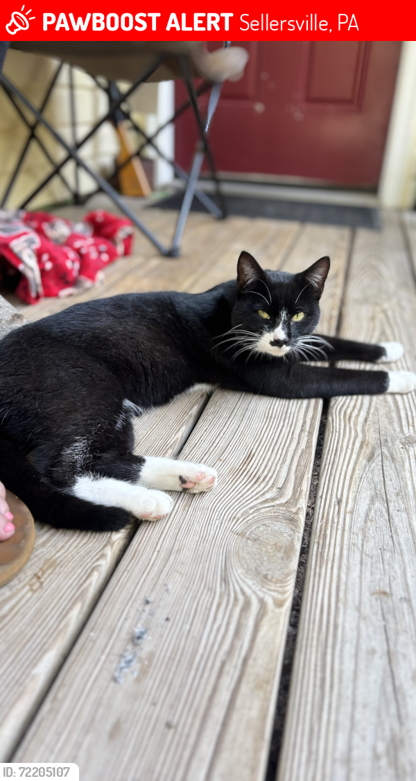 Lost Male Cat last seen ridge Road or Allentown Road, Sellersville, PA 18960