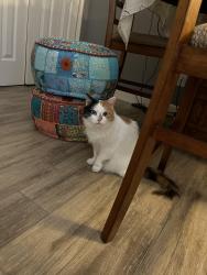 Lost Female Cat last seen Near W Victoria Ln, Chandler AZ 85226, Chandler, AZ 85226