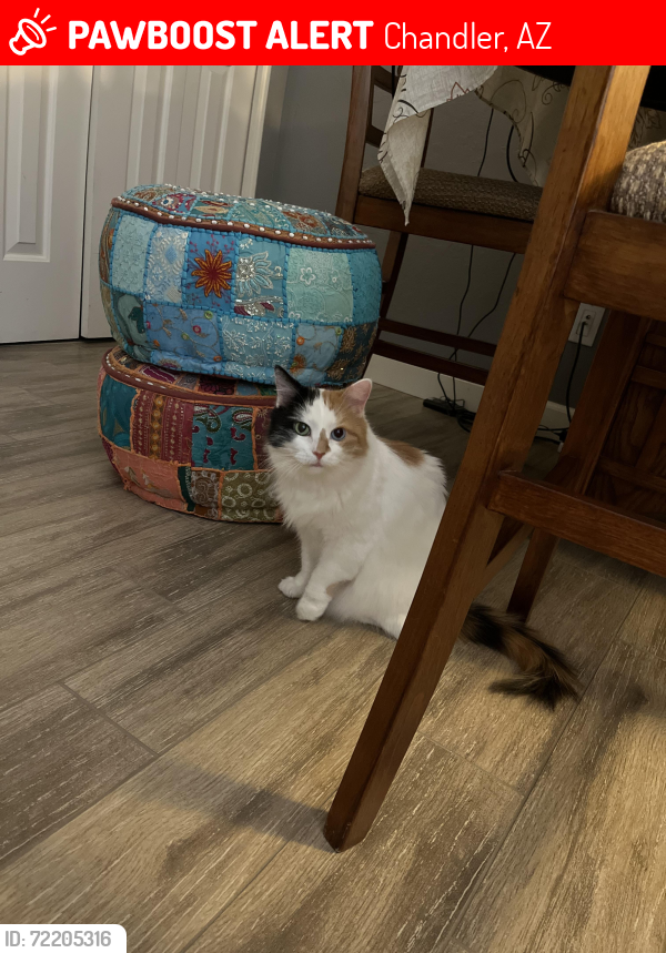 Lost Female Cat last seen Near W Victoria Ln, Chandler AZ 85226, Chandler, AZ 85226