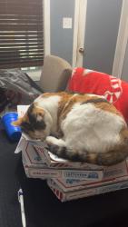 Lost Female Cat last seen Bridgeport & seeley lake, Lakewood, WA 98499