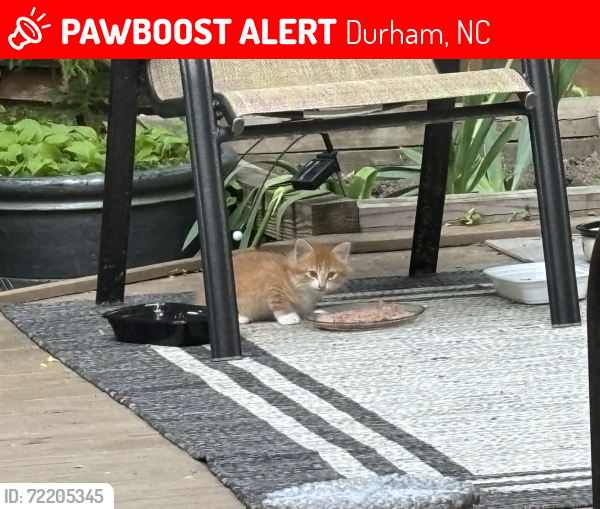 Lost Male Cat last seen Near Infinity Rd. Durham NC, Durham, NC 27712