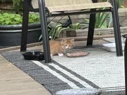 Lost Male Cat last seen Near Infinity Rd. Durham NC, Durham, NC 27712