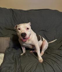 Lost Male Dog last seen Dove Tree Ln & Shepard Valley St, Raleigh, NC 27610
