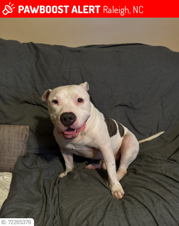 Lost Male Dog last seen Dove Tree Ln & Shepard Valley St, Raleigh, NC 27610