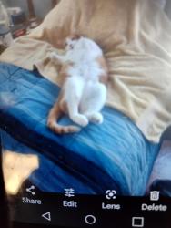Lost Male Cat last seen Sunset & Beal streets, Mountainair, NM 87036