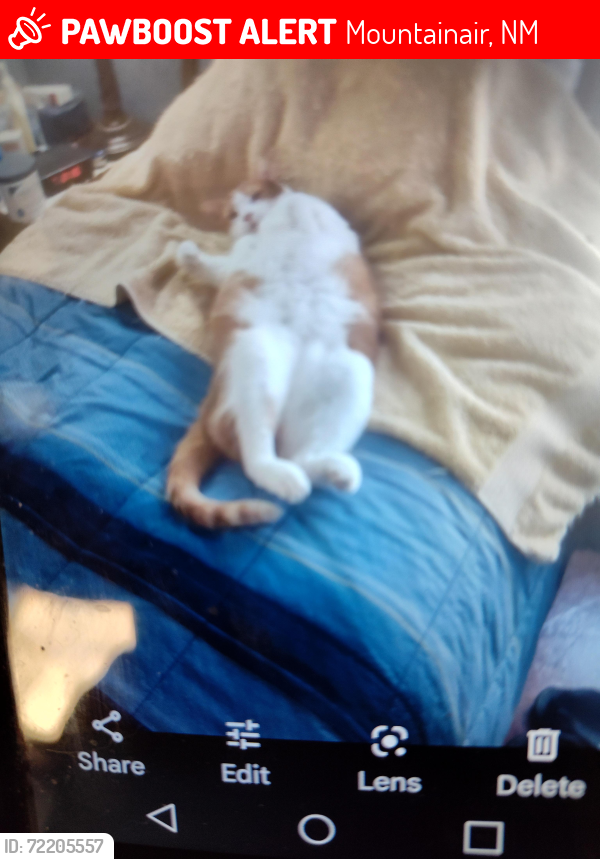 Lost Male Cat last seen Sunset & Beal streets, Mountainair, NM 87036