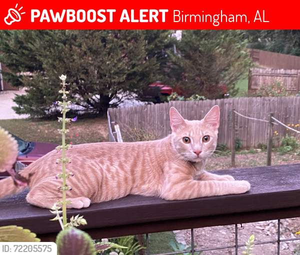 Lost Male Cat last seen Cedar Hill Drive and The Cedars neighborhood , Birmingham, AL 35242