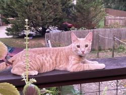 Lost Male Cat last seen Cedar Hill Drive and The Cedars neighborhood , Birmingham, AL 35242