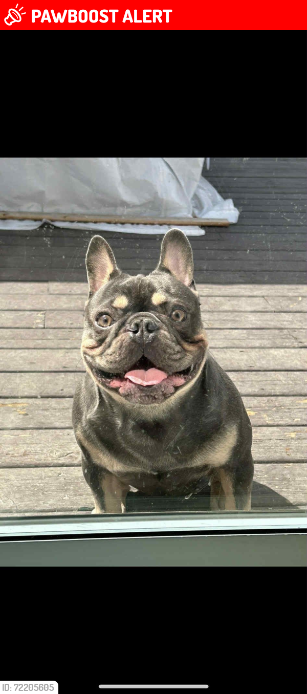 Lost Male Dog last seen St-lin, Saint-Lin-Laurentides, QC J5M