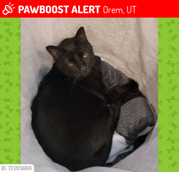 Lost Male Cat last seen Near North, Orem, Orem, UT 84057