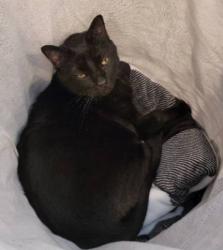 Lost Male Cat last seen Near North, Orem, Orem, UT 84057