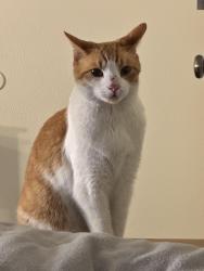Lost Male Cat last seen Heil and Magnolia , Westminster, CA 92683