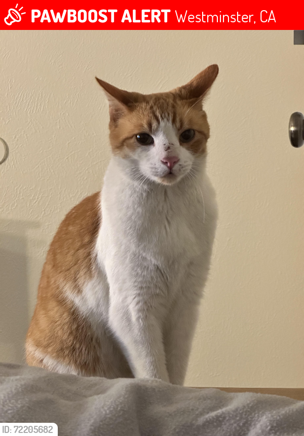 Lost Male Cat last seen Heil and Magnolia , Westminster, CA 92683
