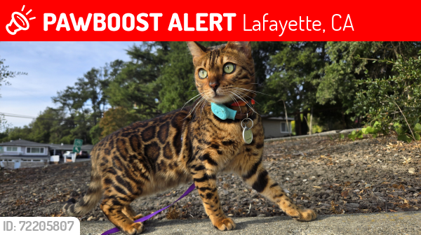 Lost Female Cat last seen Cabernet CT and Silverwood Drive, Lafayette, CA 94549
