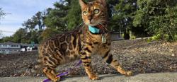 Lost Female Cat last seen Cabernet CT and Silverwood Drive, Lafayette, CA 94549