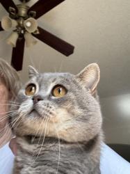 Found/Stray Male Cat last seen Hartsfield Rd , Jacksonville, FL 32277